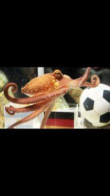 Pronostiqueur Foot pour des pronos safes