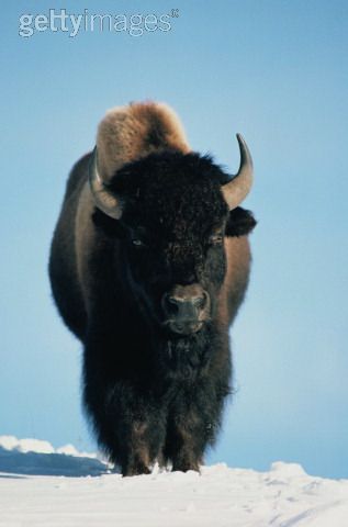 I am the naturalist @ the amazing Antelope Island State Park. Find out what we're doing out here on the lake!