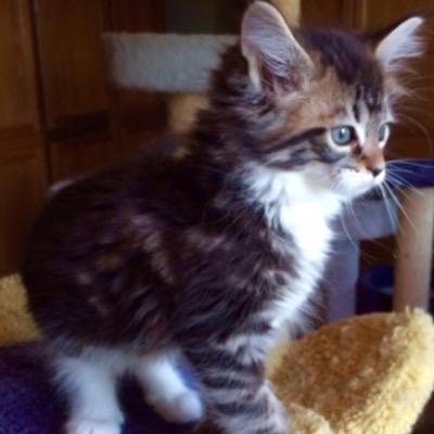 abrownbee's profile picture. 