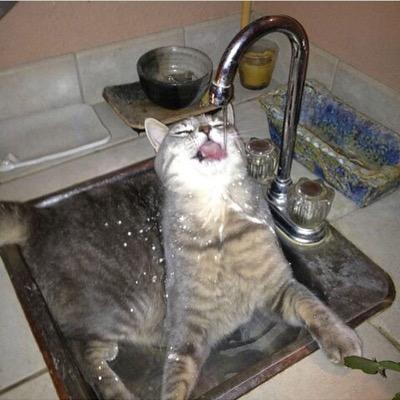 I am an entrepreneur for the world~ Bananas are my favorite vegetable🍌~ I love all my cats more than any of you 😽