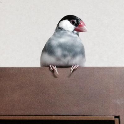 ごましお 桜文鳥 見つかりました Goma Saitama Twitter