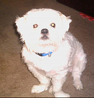 cashinginonline's profile picture. I write articles on SEO and search engine marketing strategies. I also write product reviews and recommendations on proven marketing software.