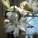 Deb Lee - @1305deb - Twitter