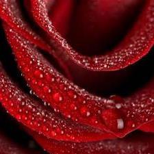 redrose061944's profile picture. 