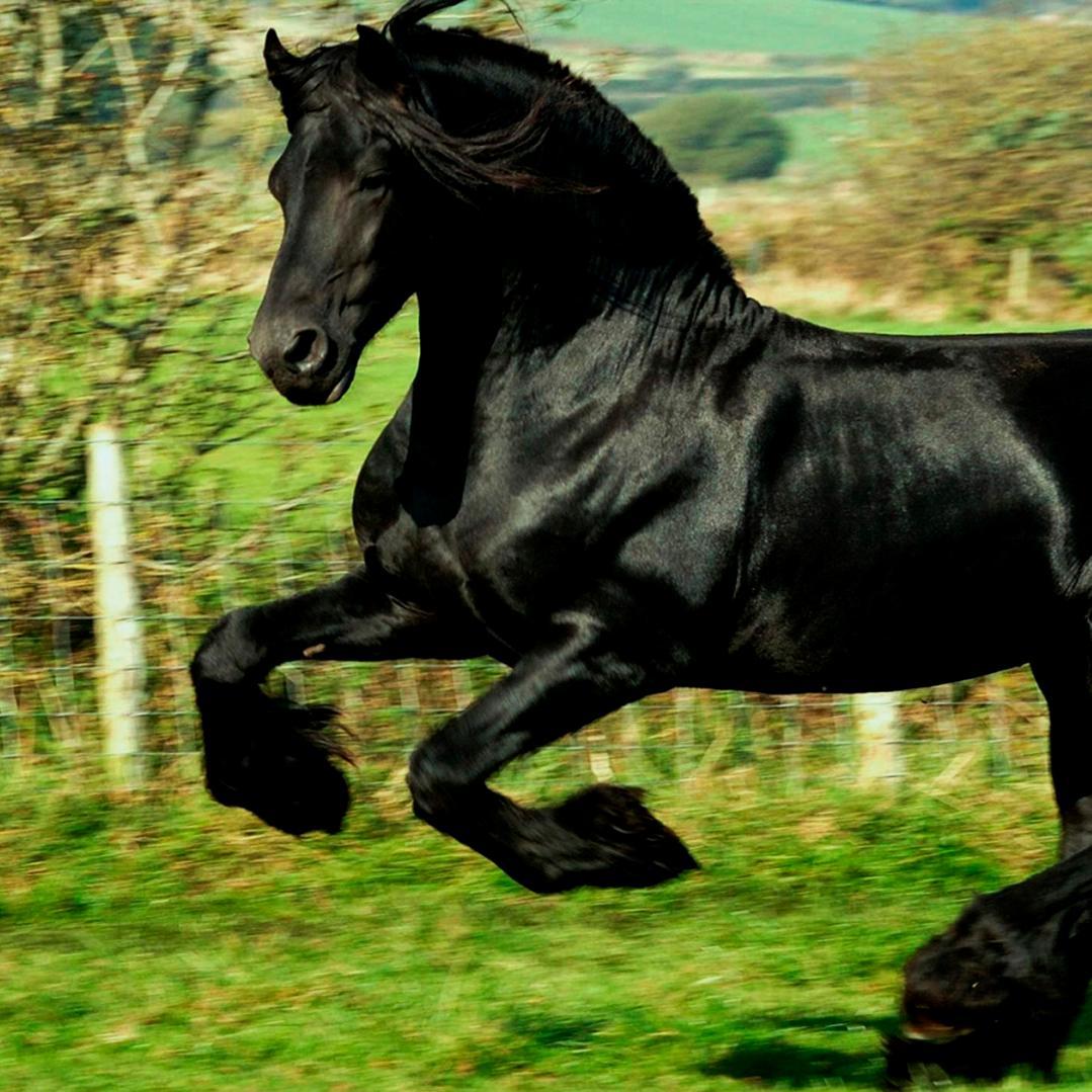 caballodefuego9's profile picture. 