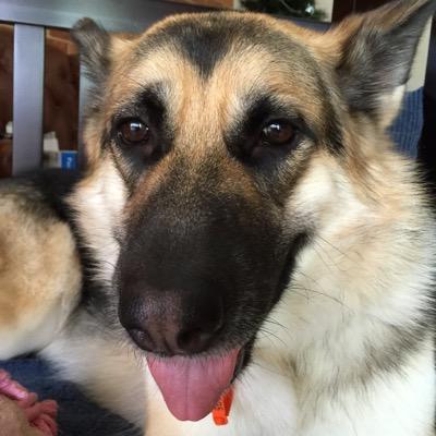 Woof. Woof. Hello I'm Sunny. I'm a 4year old German Shepherd. I was rescued in Jan 2015. I love a walk, a nap and eating Mum's shoes. #adopt #rescue #happy