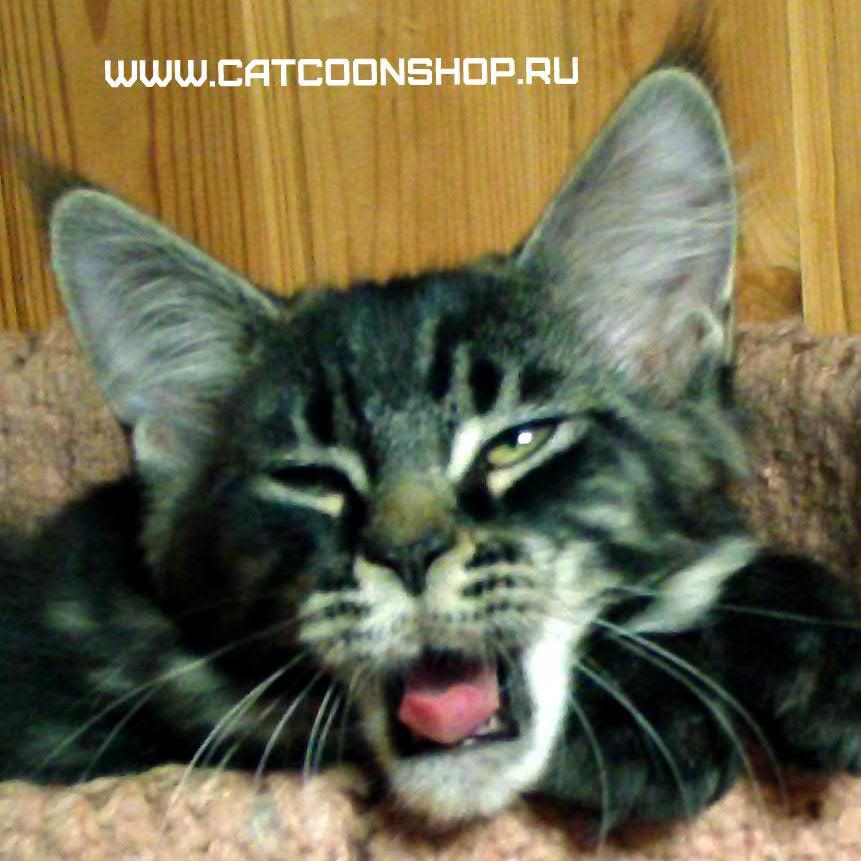 Cat_Coon_'s profile picture. питомник мейн-кунов