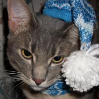 Shamrock S. McPaws (@shamrock_mcpaws) 's Twitter Profile