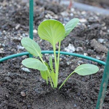 UsGardeningtips's profile picture. 