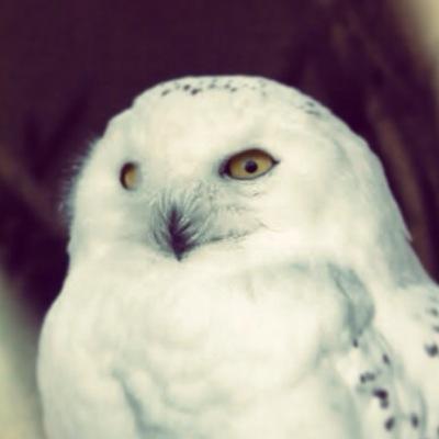 成人済み。本垢整理のためのROM専用垢です。フォロバ不要。無言フォローすみません。