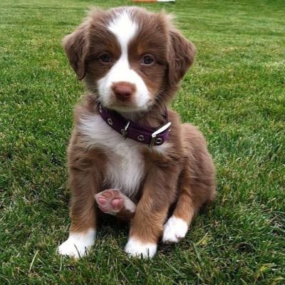 Who doesnt love a puppy?