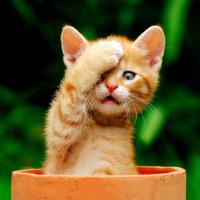 Luv Kittens Daily (@luvkittensdaily) 's Twitter Profile Photo Luv Kittens Daily (@luvkittensdaily) 's Twitter Profile Photo