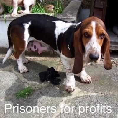 This page has been setup in the hope to educate people on puppy farming and steer people away from adverts we see.
thefightagainstpuppyfarming@gmail.com