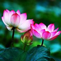 dieu phap (@dieuphap2014) 's Twitter Profile