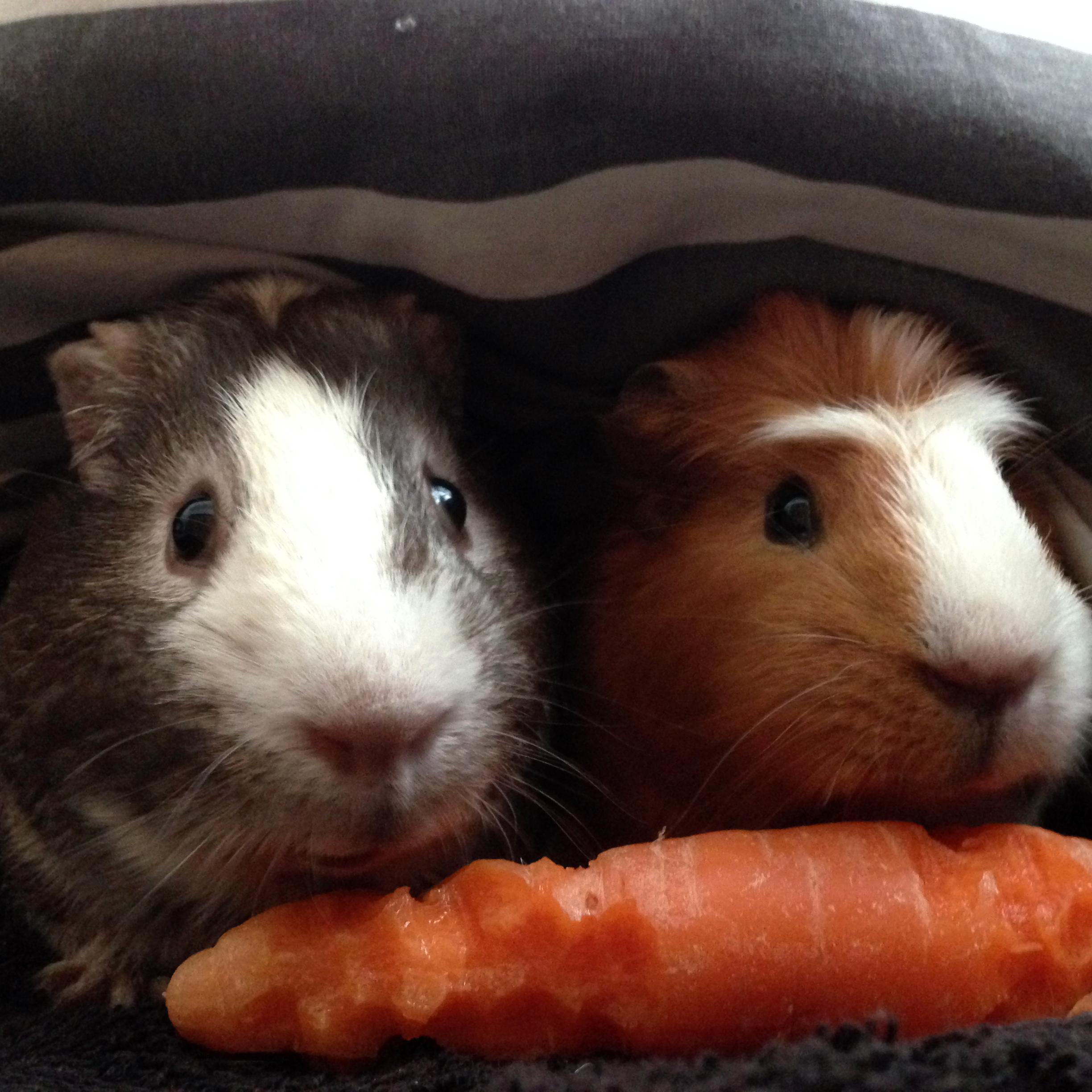 Calling all humans, watch our videos, look at and share our pictures and generally obey all piggie requests. Follow back. @GUINEAPIGSrule