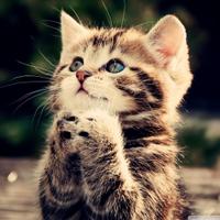 ЗооЛайф (@givot_news) 's Twitter Profile Photo