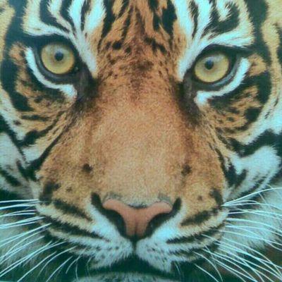 M2810's profile picture. Vrijwilligster ned. vereniging autisme. twee kinderen