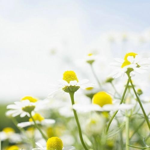 Urban_Botanica's profile picture. Boutique Apothecary & Still Room