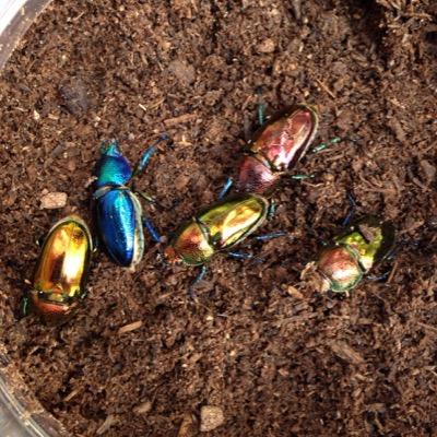静岡。浪人生。国産カブト、本土ヒラタ、ノコギリ、ペレメタ、パプキン、コクワ、ギラファ、ヘラヘラ、トクノシマヒラタ、阿古谷産オオクワ。初心者です。