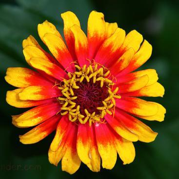 WeddingBlingIE's profile picture. Top Wedding designer of fantastic sparkly jewellery - Mum of two, love bling and painting