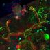 Alessia Soldano_ Soldano lab (@aleintheworld) Twitter profile photo Alessia Soldano_ Soldano lab (@aleintheworld) Twitter profile photo