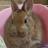 rabbitmayumayu