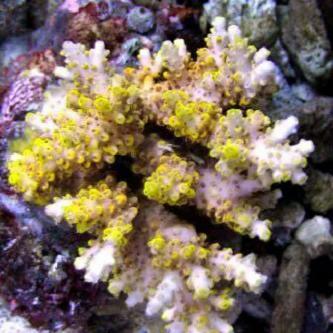 i am is a exporter of marine fish,invertebrates and CORAL