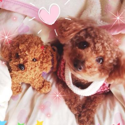 ぴぃちゃん(トイプー16才女の子)可愛いすぎ♡ またSMAPさんに会いたい♡♡♡会えるまでは生きるーーーーー♡♡♡♡♡