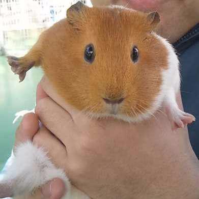 wada_atsushi's profile picture. 地球で7番目に大きな島の島民です。株式、宇宙、漢字、猫、モルモットなどが好きです。株は、トイレットペーパーと違っていくら買っても家が狭くならないので、日頃からなるべく買い溜めするように心掛けています。最近の困り事は、木星の衛星イオがジャガイモに見えてしまうことです😅