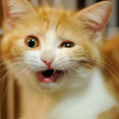 wideshowtime's profile picture. 