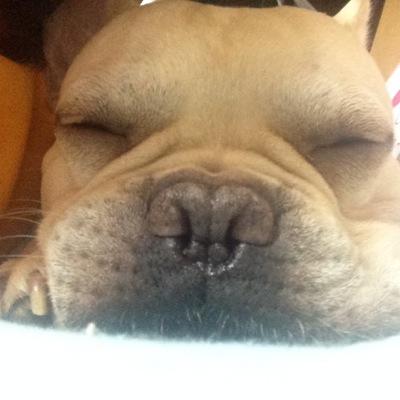 フレンチブルドッグの♂Bｏｏ（ブー）享年15歳🐾2025年１月２７日(月)虹の橋を渡りました🌈極上のBUHI中毒です⚠︎若干…植中毒ドライガーデン✨ユッカ・ドラセナ・観葉植物✨止まらなくなってきてます…( ｡º﹏º｡ )