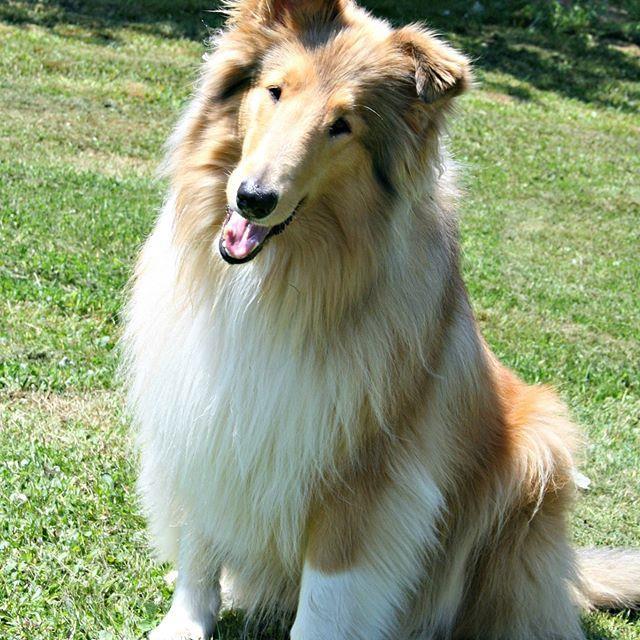 denisechiasson5's profile picture. 