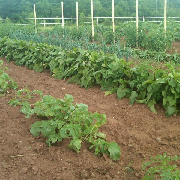 MotrosaFarm's profile picture. Central Virginia grower of quality produce, cage-free eggs and more!