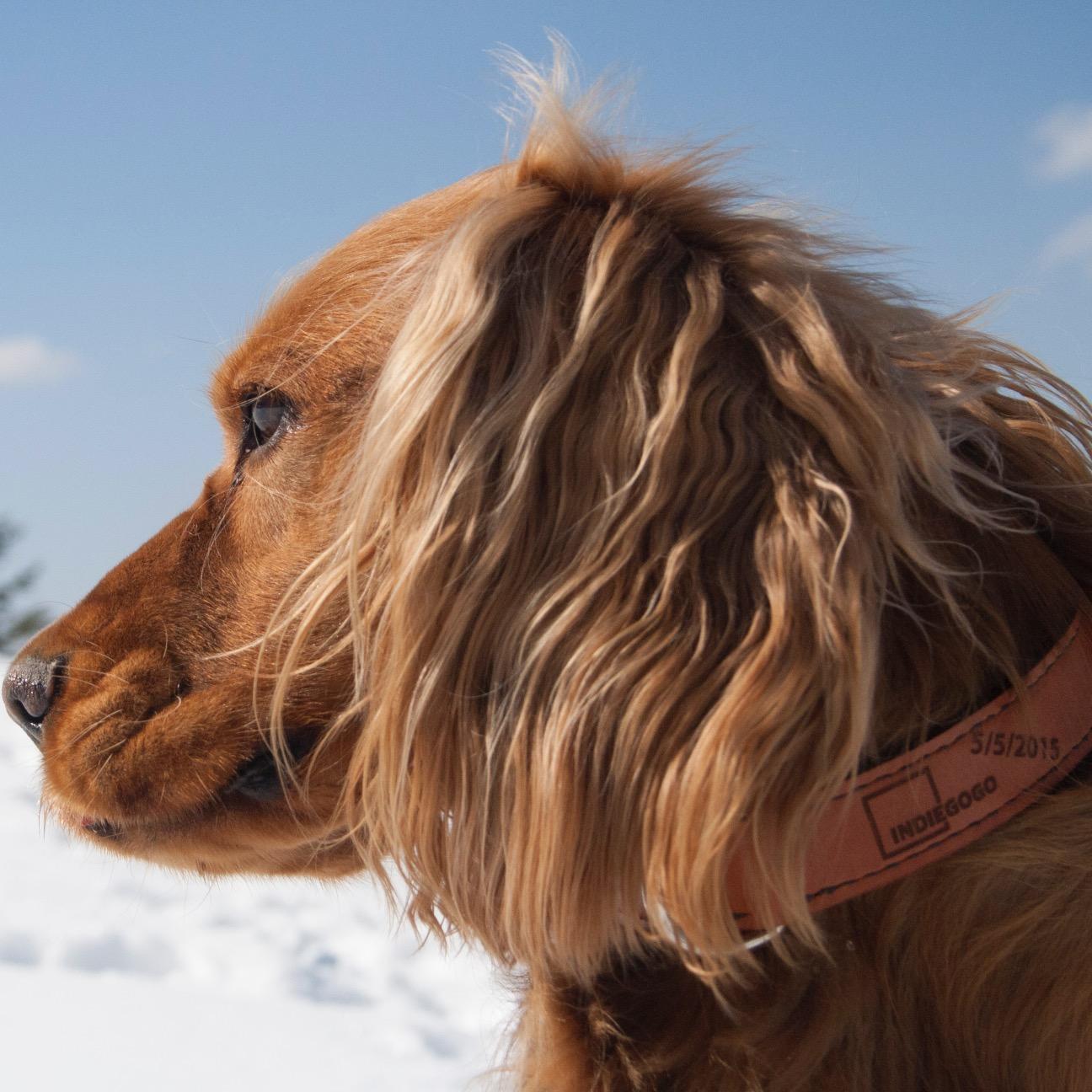 DogsSense's profile picture. DogsSense tracks your dog's health, activity and location with a high-quality leather collar / harness! Pre-order NOW @ http://t.co/AfEKMNKf4R!