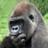 zinzan999's profile image