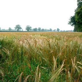 Established in 1936, The Farm Business Survey is England's leading source of independent physical and financial farm performance information.