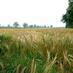 Farm Business Survey (@farmsurveyuk) Twitter profile photo