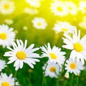 dholden402's profile picture. 