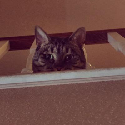 kitty62487's profile picture. 