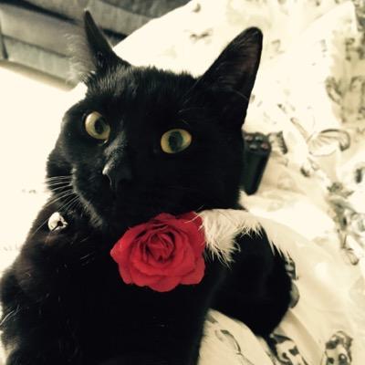 MagicsAdventure's profile picture. Magic's adventures on Twitter. Follow me, retweet me. tweet..... birds! eat all the birds!