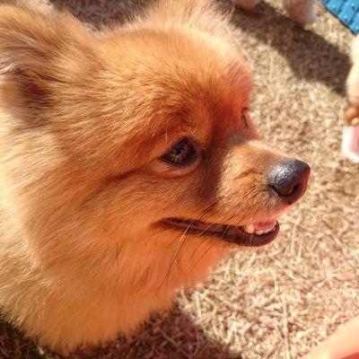 文化財や古い街並みが好きで京都や奈良によく行きます御朱印も大好き！   犬猫爬虫類飼っております ウォーハンマーやフィギュアにも興味津々ですし 美術館とかにもたまに行っちゃいます☺️ 2023年2月に西国三十三所巡り満願いたしました🙏 無言フォロー失礼します