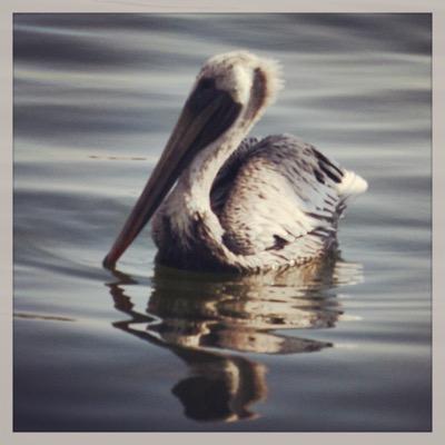 Hunter_Ashl's profile picture. Wicked sense of humor. Occasional photographer. #GOVOLS.