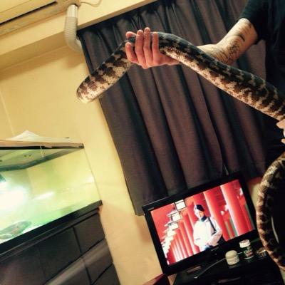 蛇、大蜥蜴いろいろ飼ってます。 埼玉〜