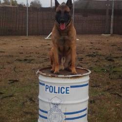 We help owners raise and train dogs that they desire