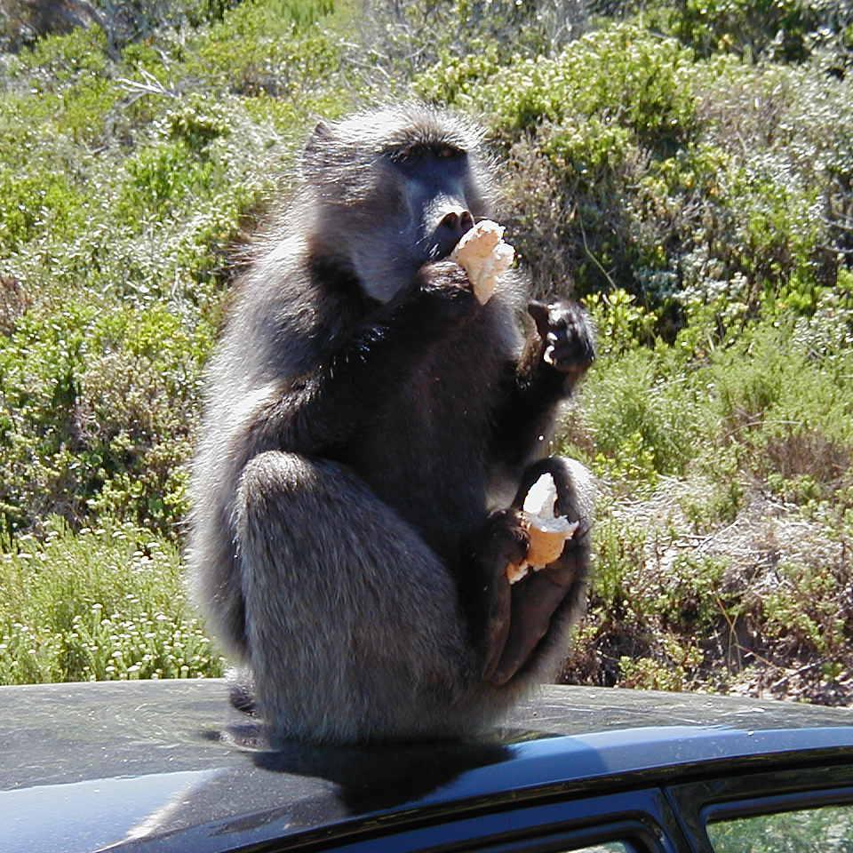 Cape Town Day Tours aim is to provide a personalised service, striving for excellence on every aspect of your holiday. Let us take away the stress and help you