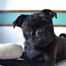 I am a two year old BUG half Boston terrier half Pug. I love the outdoors, Canicross running and my brothers. Follow my story now I have found my forever home