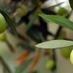 Yeşil Zeytin (@arteka1300) Twitter profile photo
