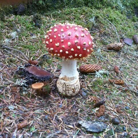 We are a Mushrooming group in Shasta County. We provide guide services, mushroom identification, growing advise, forays, and meetings. 530.440.0252 #Mycology