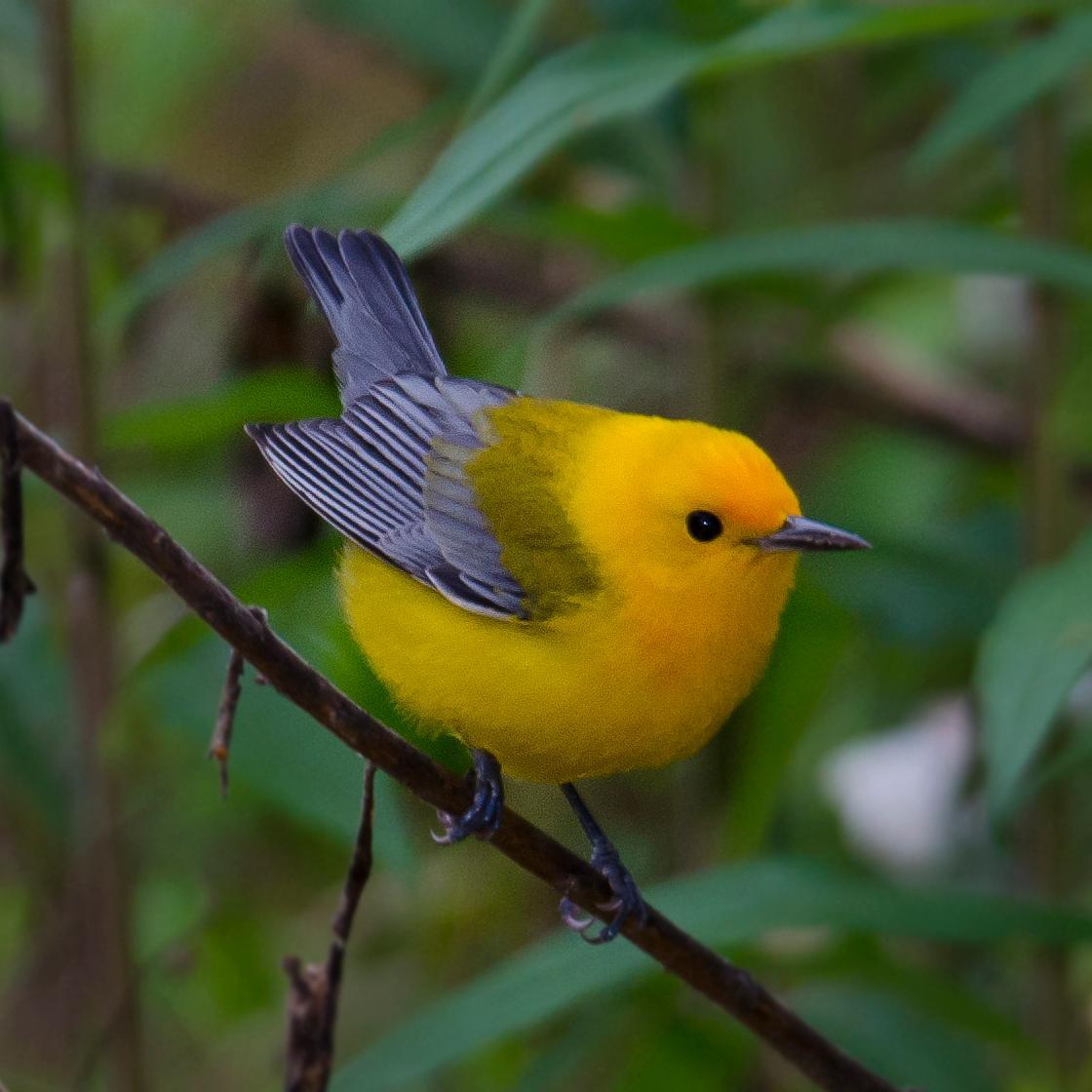 Director of Bird Conservation @AudubonLA.