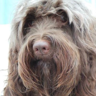 Former University Lecturer for BSc (Hons) Animal Welfare and Behaviour. Former Montessori teacher & nursery owner. Founder of Homeward Bound. Writer and author.